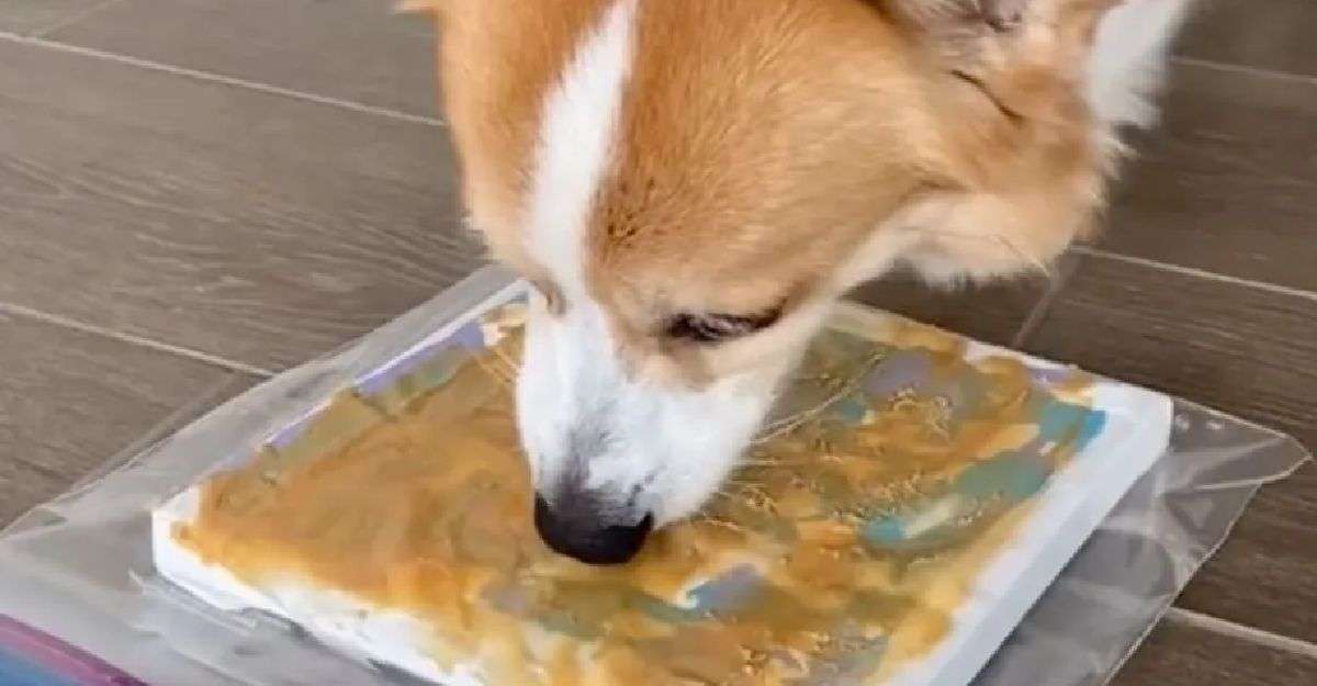 A dog is eating food from a tray.