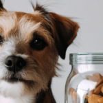 A dog sitting next to a jar of food.