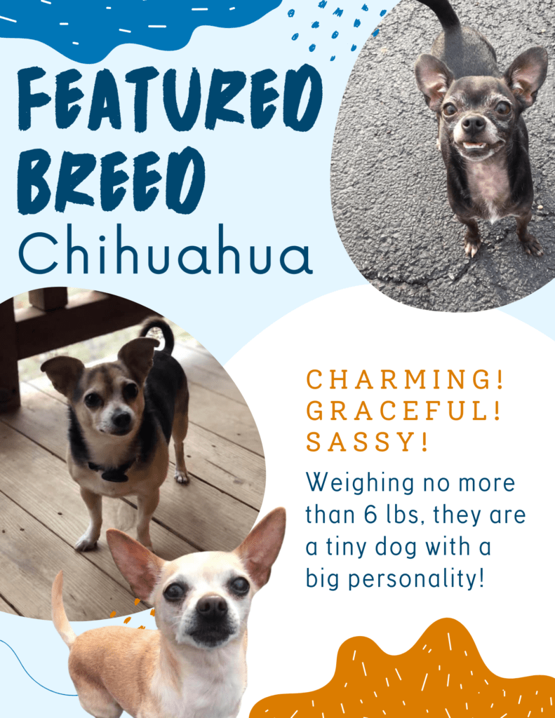 A picture of two dogs with text that reads, " featured breed chihuahua."