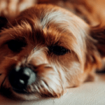 A dog laying on the ground with its head resting on his paws.