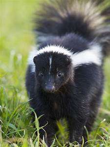 A black and white striped animal standing in the grass.