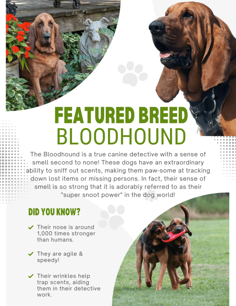 A flyer with pictures of dogs and information about the breed.