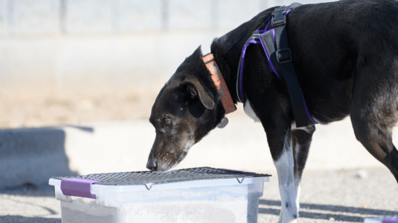 A dog sniffs the ground in front of a box.