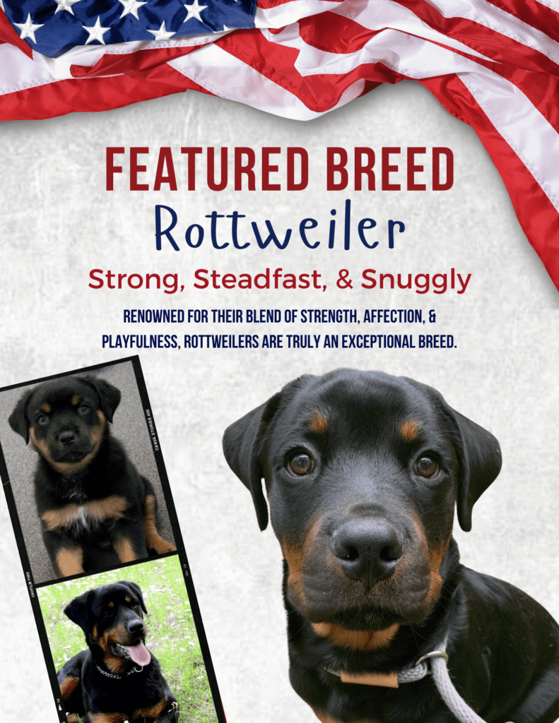 The Rottweiler dog breed