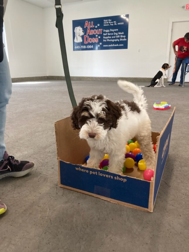 Puppy Kindergarten at All About Dogs